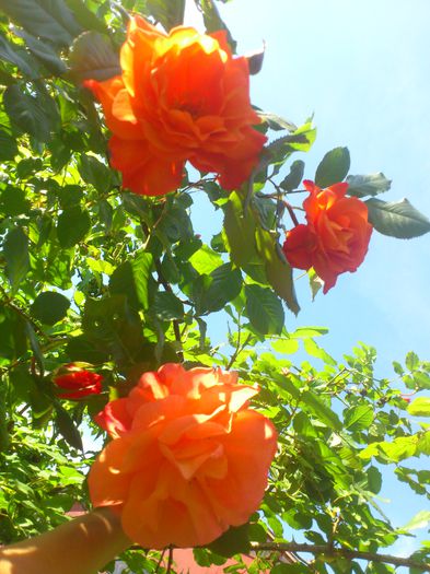 DSC_5107 - TRANDAFIRI 2014