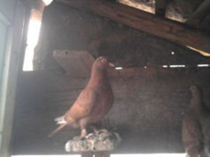 de vinzare8 - de vinzare