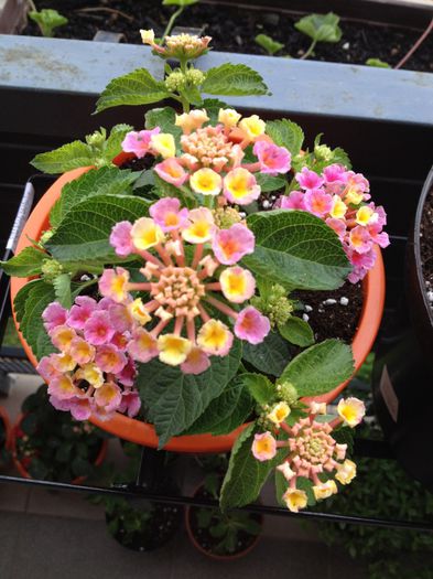 20 - lantana camara