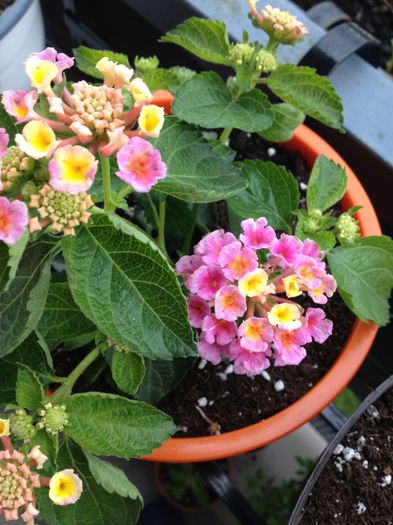 image - lantana camara