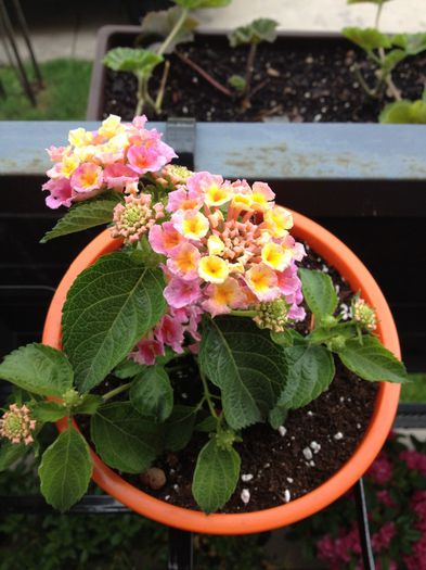 image - lantana camara