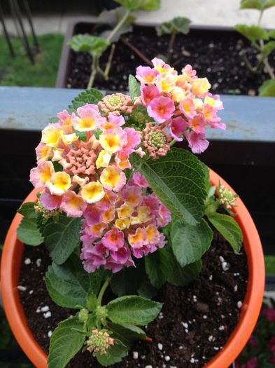 image - lantana camara