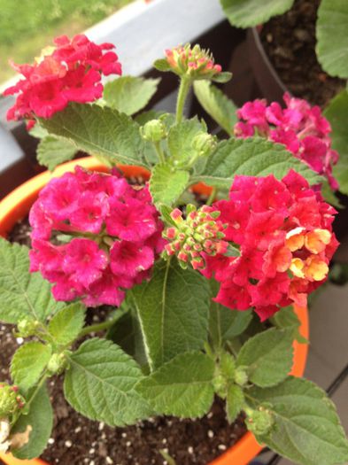 image - lantana camara