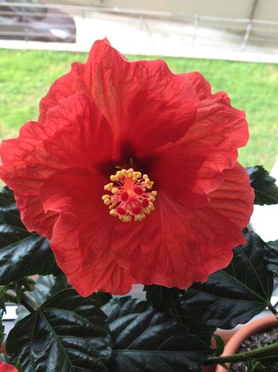 image - hibiscusi