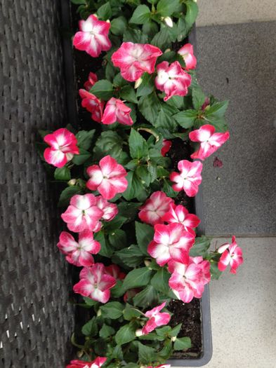 image - impatiens