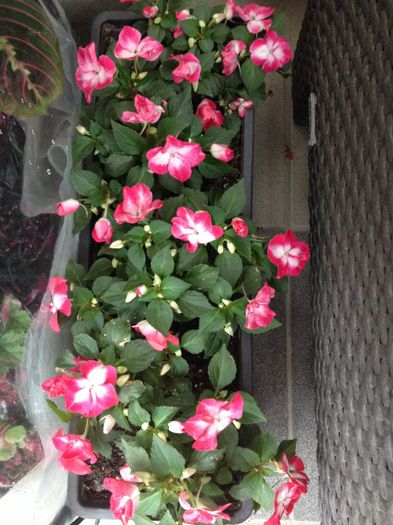 image - impatiens