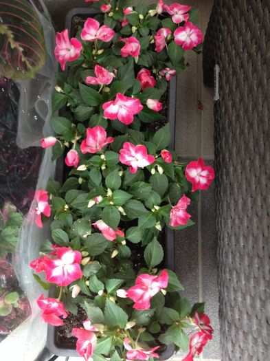 image - impatiens