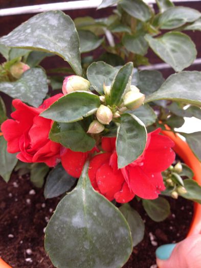 image - impatiens