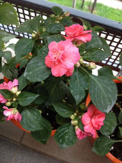 somon spre roz - impatiens