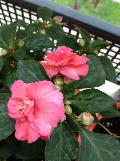 image - impatiens