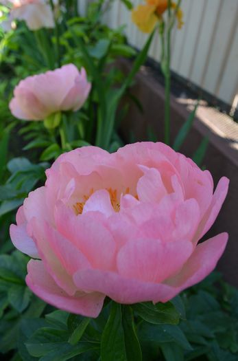 DSC_1257 - 1Gradinuta 2014