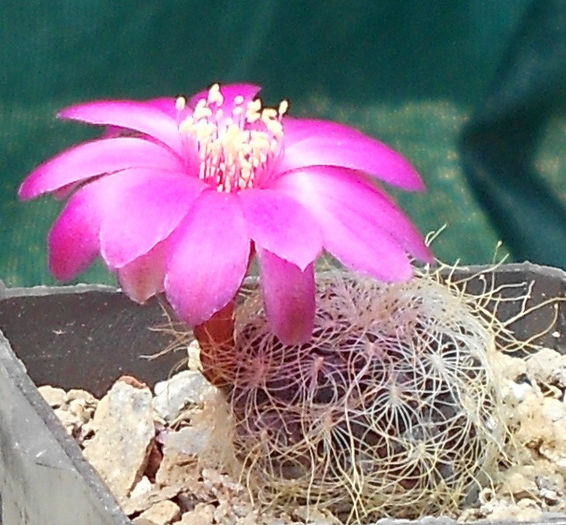 sulcorebutia tarabucoensis ssp patriciae. - b1-cactusi 2014