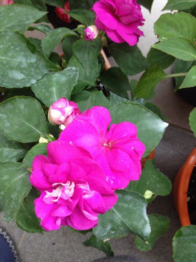 image - impatiens