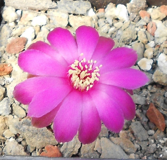 sulcorebutia patriciae - b1-cactusi 2014