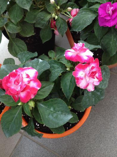 image - impatiens