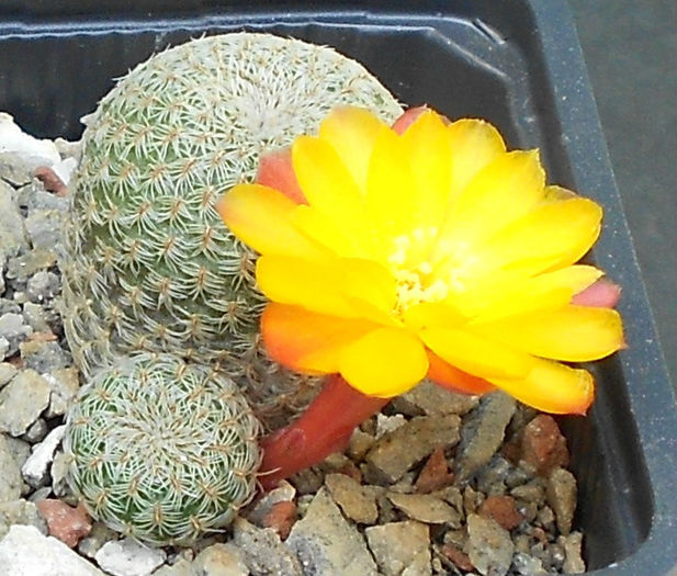 sulcorebutia heliosoides..