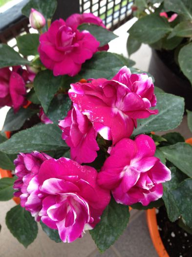 image - impatiens