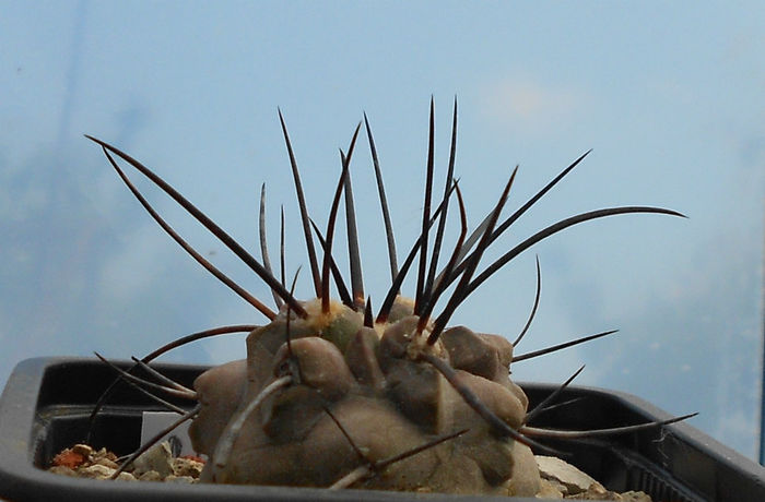 copiapoa coquimbana - e-spinatii