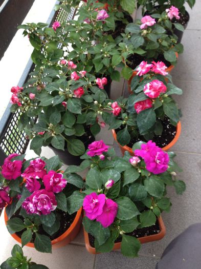 image - impatiens