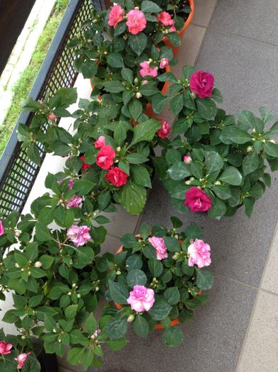 image - impatiens