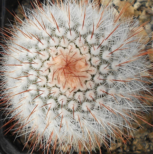 notocactus scopa - e-spinatii