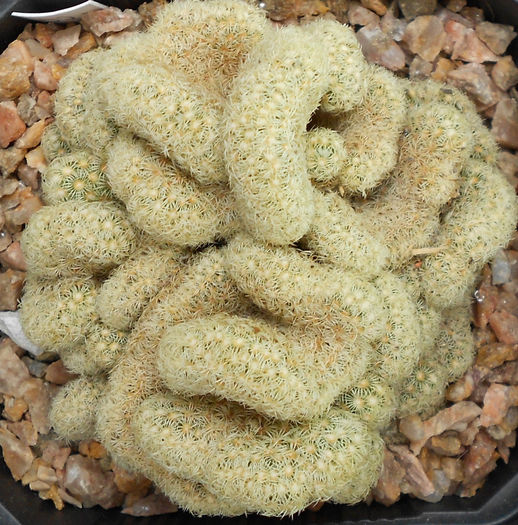 mammillaria elongata cristata - e-spinatii