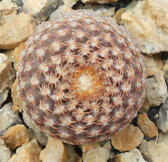 eriosyce napina duripulpa - e-spinatii