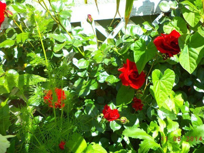 DSC02948 - Mai 2014