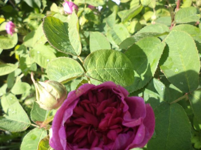 rose de recht