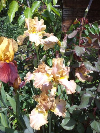 iris
