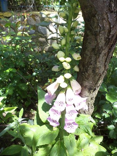 clopotei - Mai 2014
