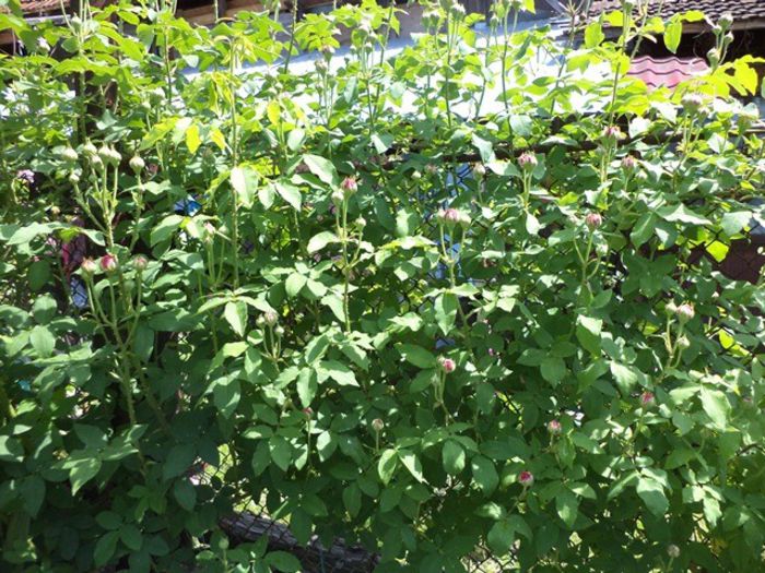 variegata - Mai 2014