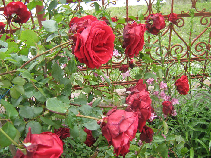 trandafiri 012