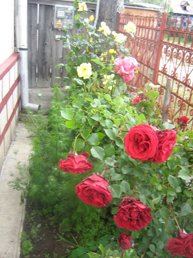 trandafiri 017