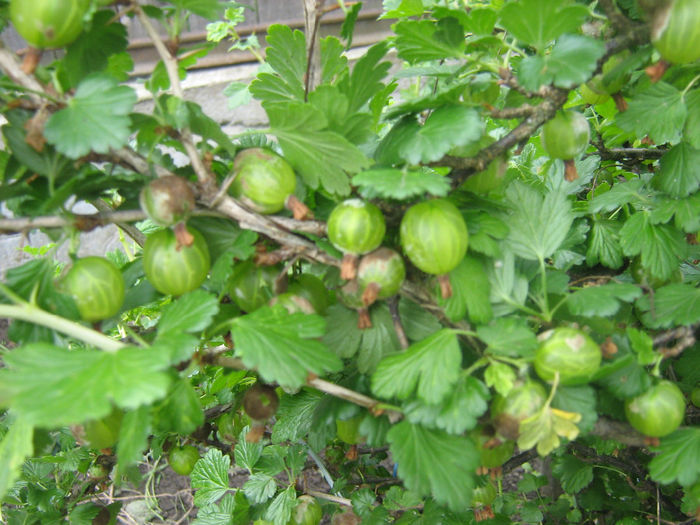 agrise 002 - In gradina mea