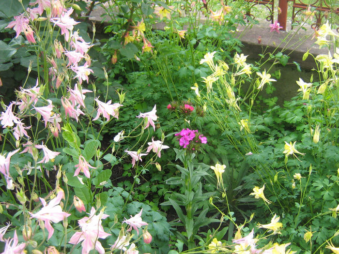 multe culori 001 - In gradina mea