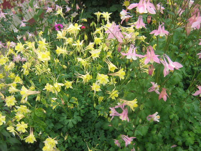 multe culori 002 - In gradina mea