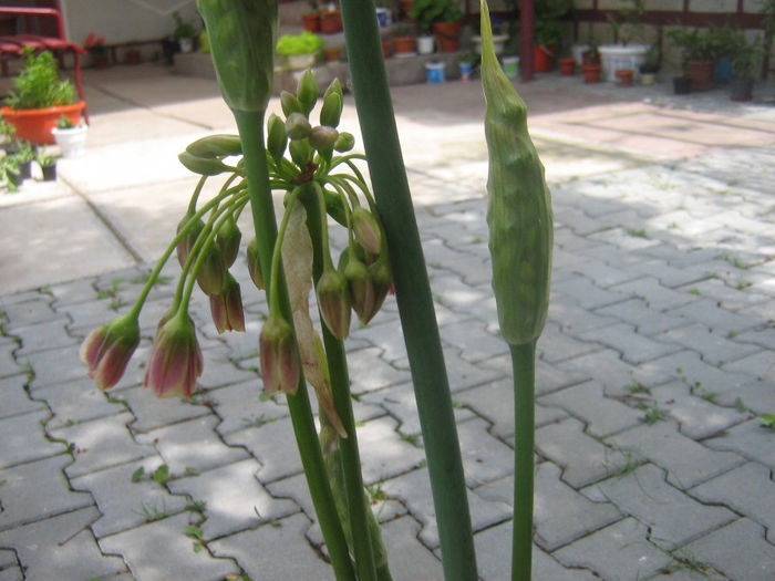 nectaroscordum siculum 007 - Flori in curte