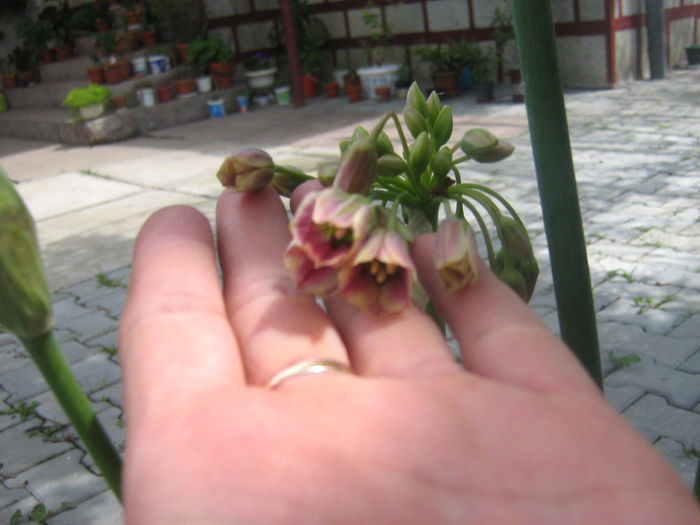 nectaroscordum siculum 008