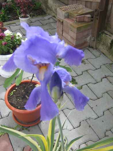 ma laud si eu cu unul - Florile mele