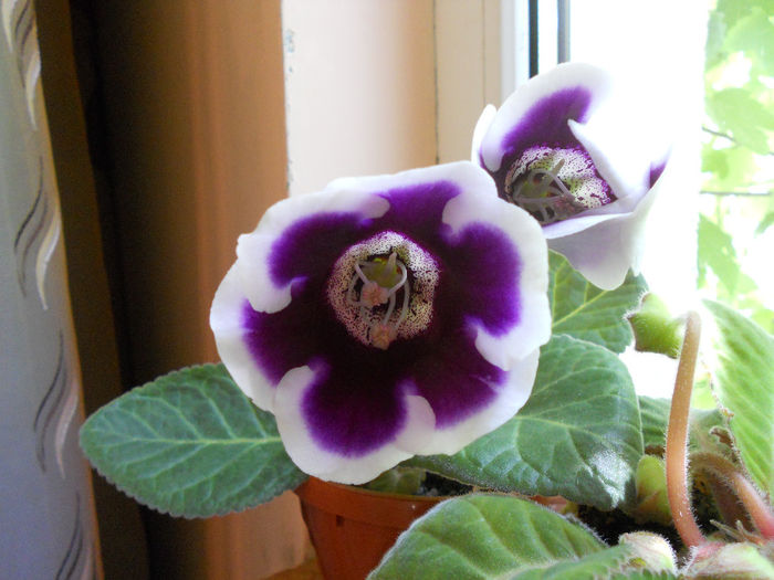 DSCN6748 - Gloxinia 2014