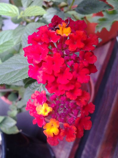 lantana rosie - 1mai