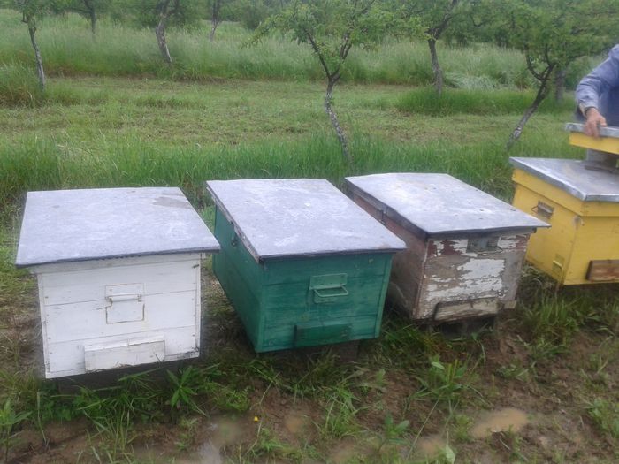 20140515_084350 - apicultura 2014