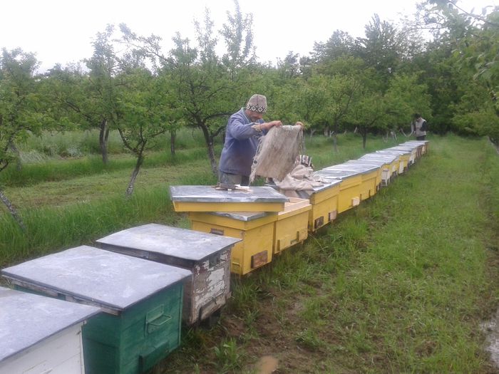 20140515_084333 - apicultura 2014