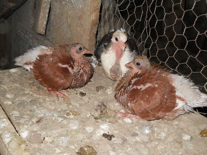 gat golas+satinet(frate adoptat)