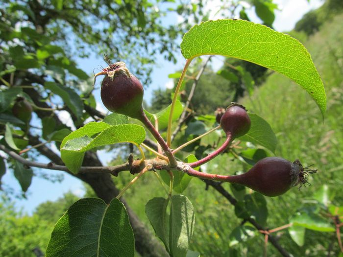 18mai2014 - Diverse 1 - Plimbari