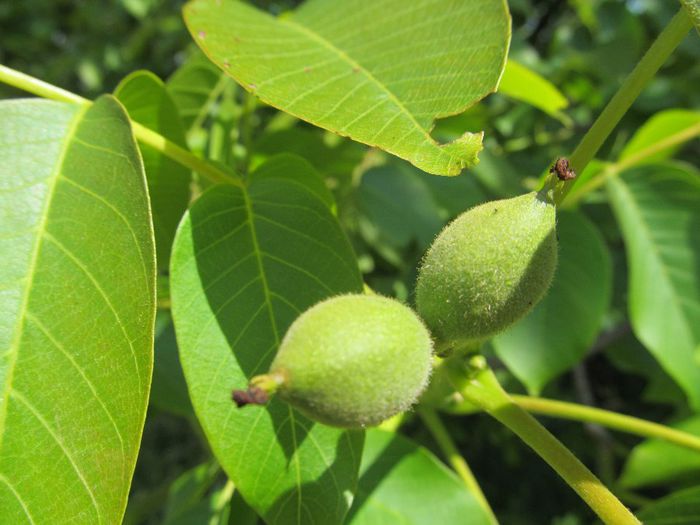  - Diverse 1 - Plimbari