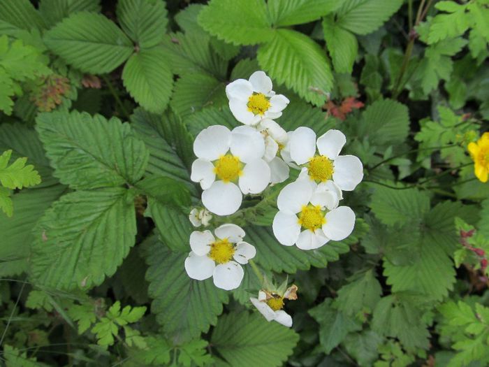  - Diverse 1 - Plimbari