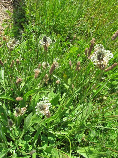  - Diverse 1 - Plimbari