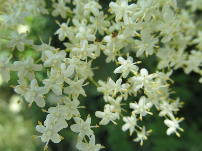 soc - Diverse 1 - Plimbari